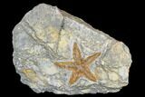 Ordovician Starfish (Petraster?) Fossil - Morocco #173702-1